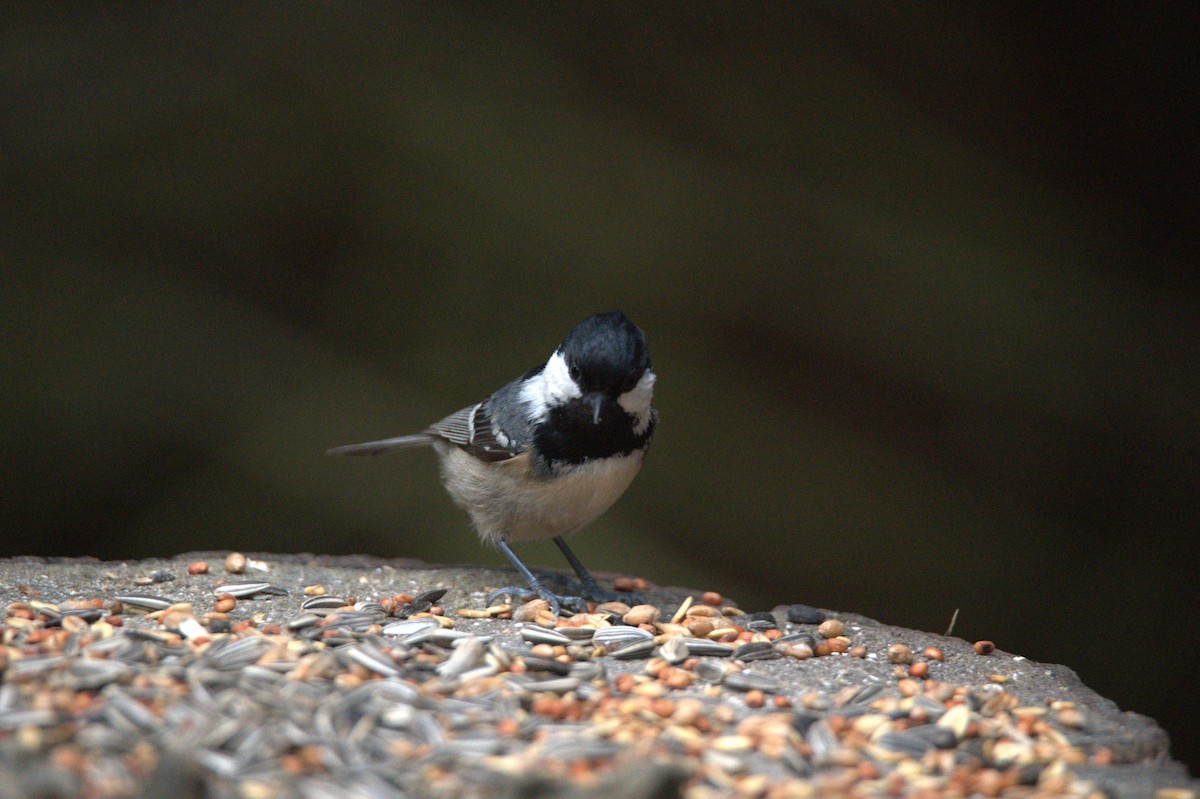 Coal Tit - ML647605005