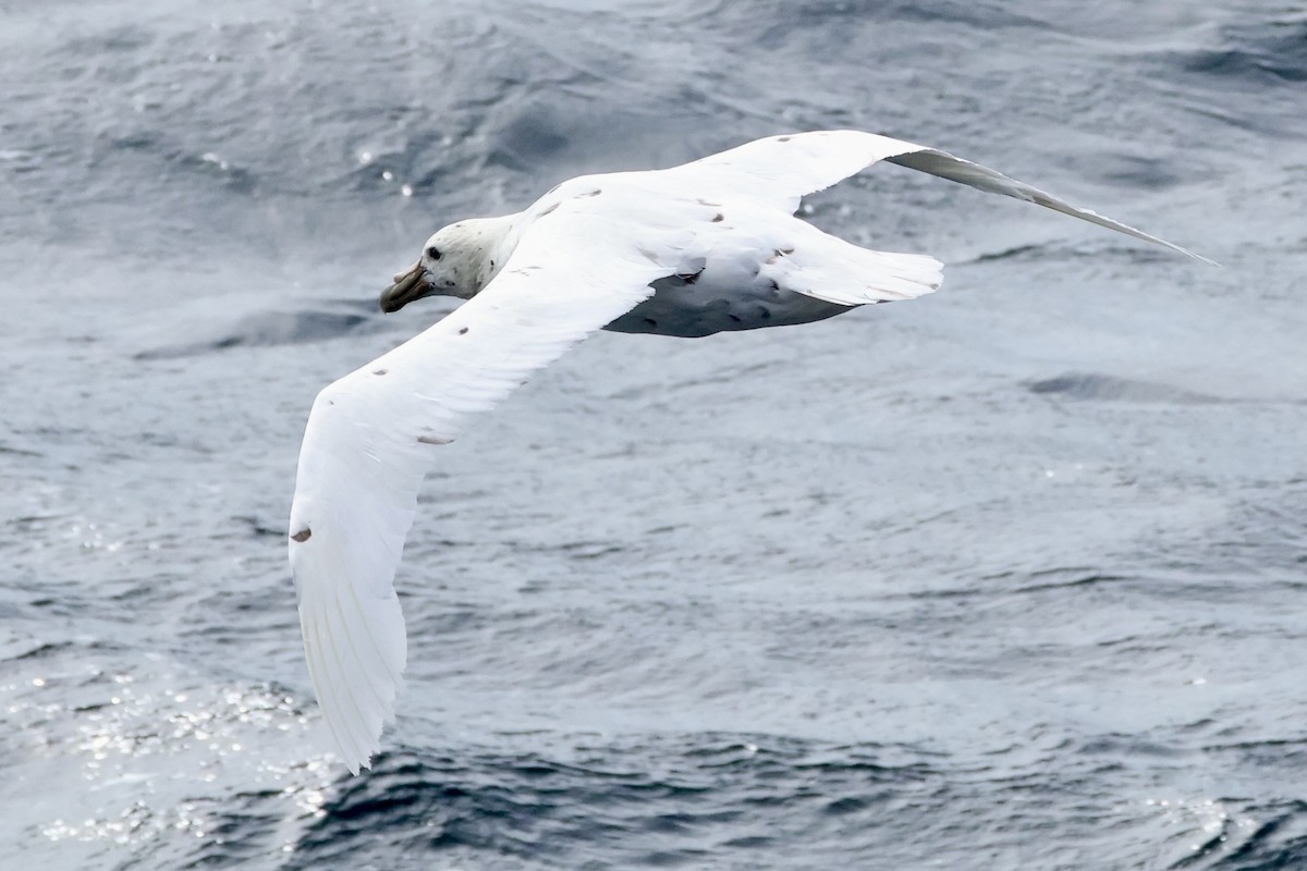 sørkjempepetrell - ML647605031