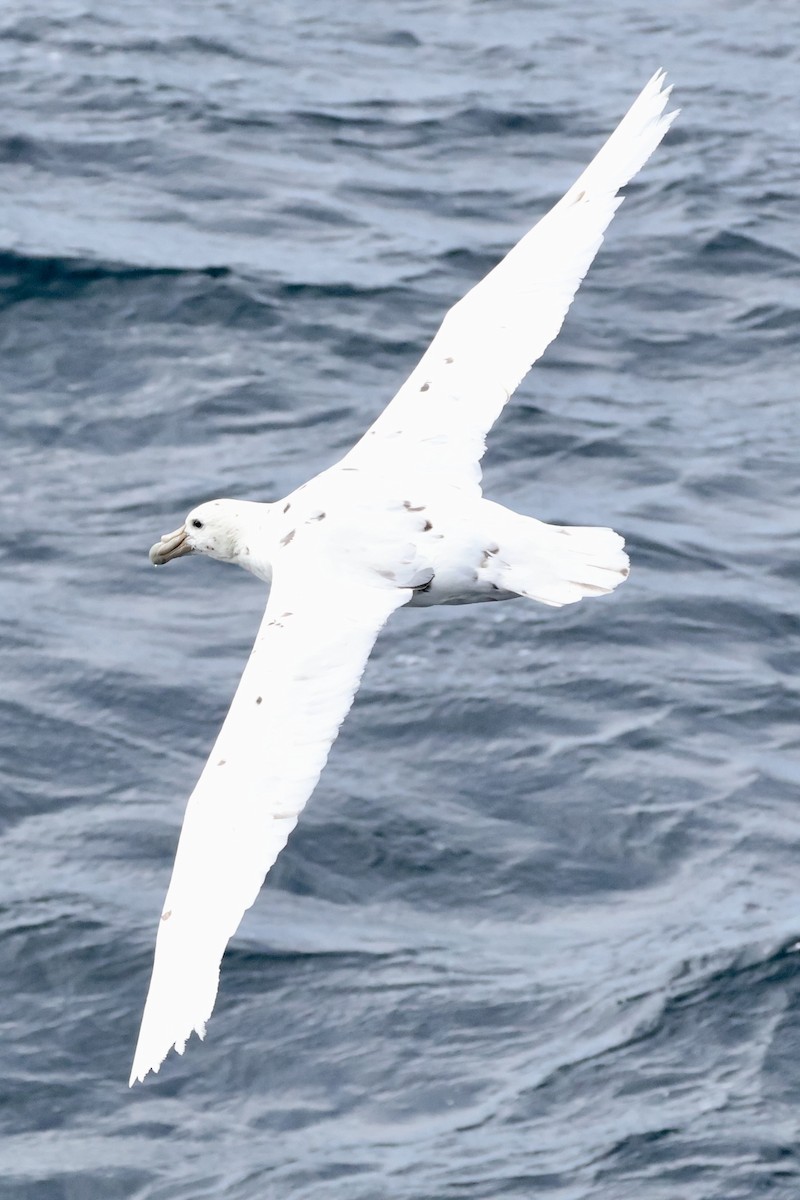 sørkjempepetrell - ML647605032