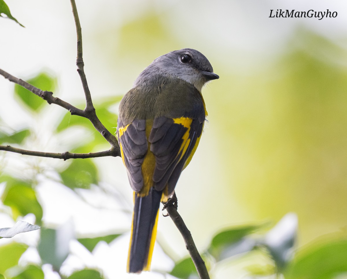 Gray-chinned Minivet - ML647605039
