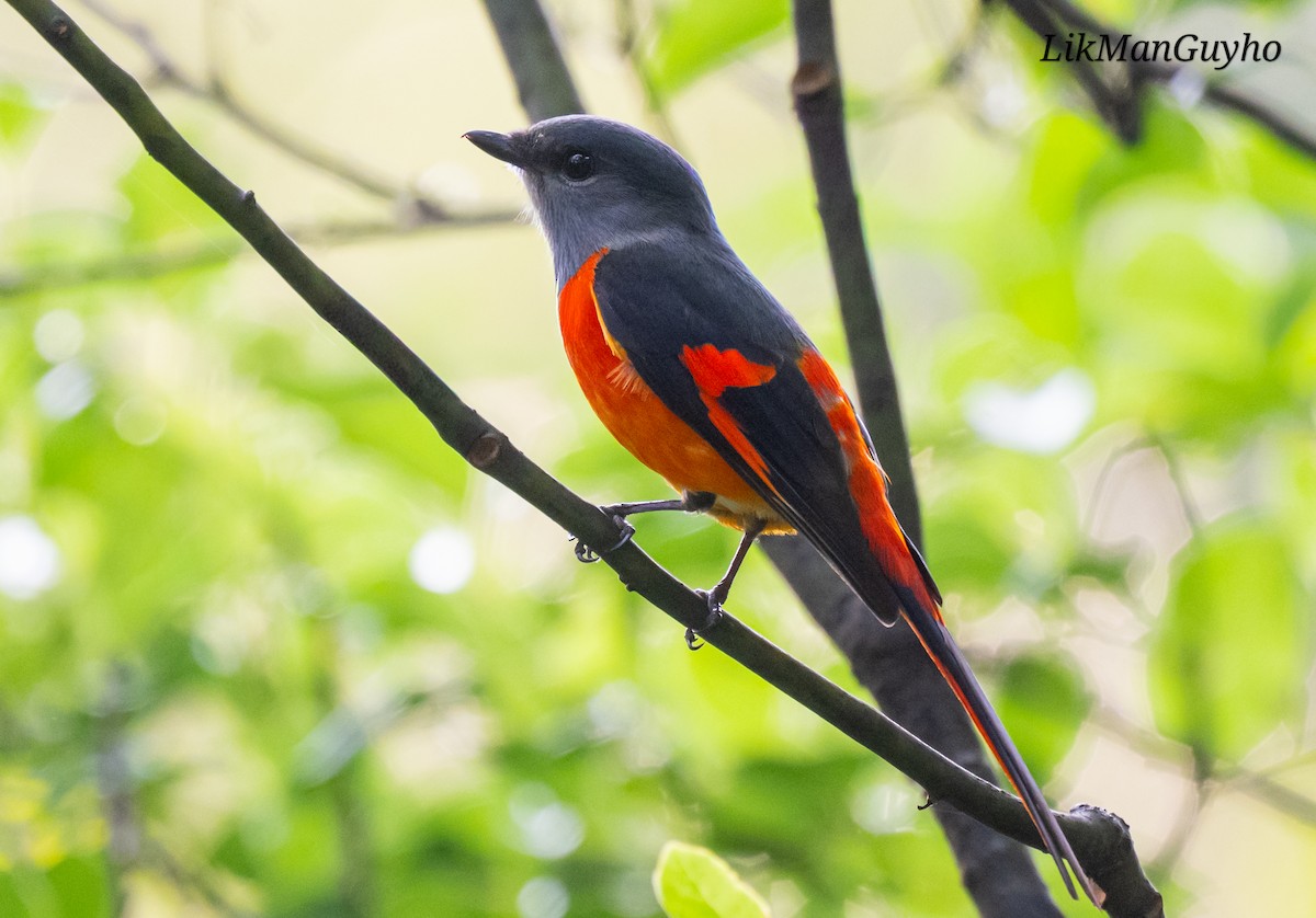 Gray-chinned Minivet - ML647605049