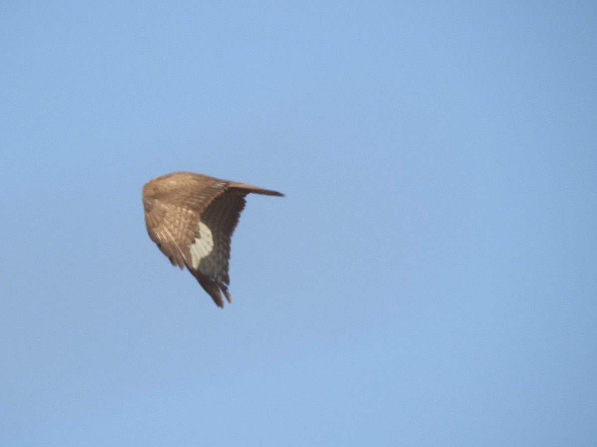 Busardo Moro - ML647605055