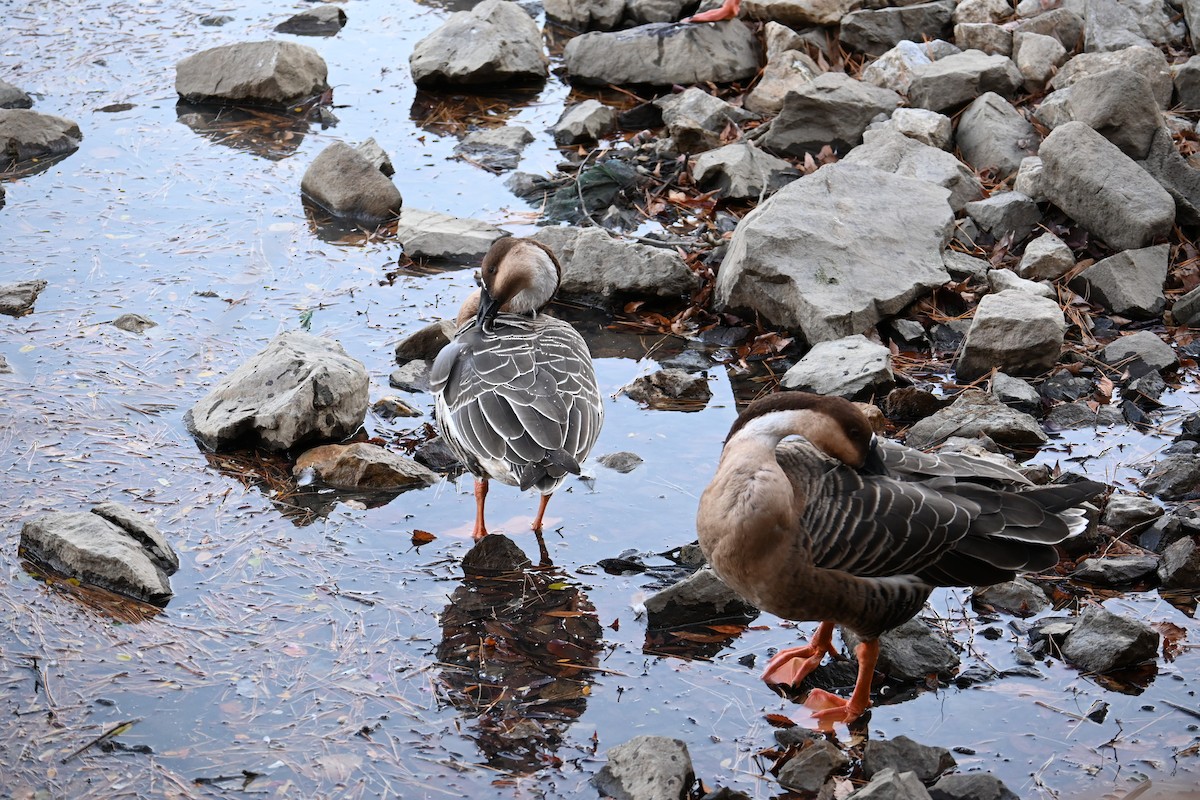 Çin Kazı (evcil tip) - ML647605056