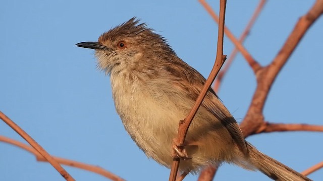 Prinia Grácil - ML647605059
