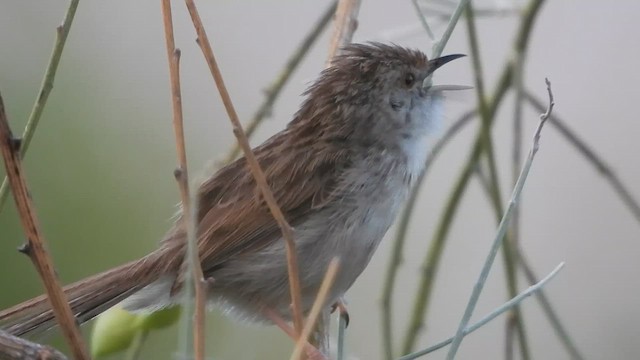 Prinia Grácil - ML647605060