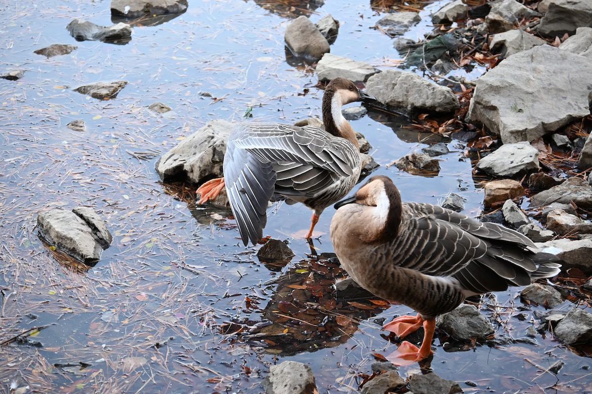 Çin Kazı (evcil tip) - ML647605061