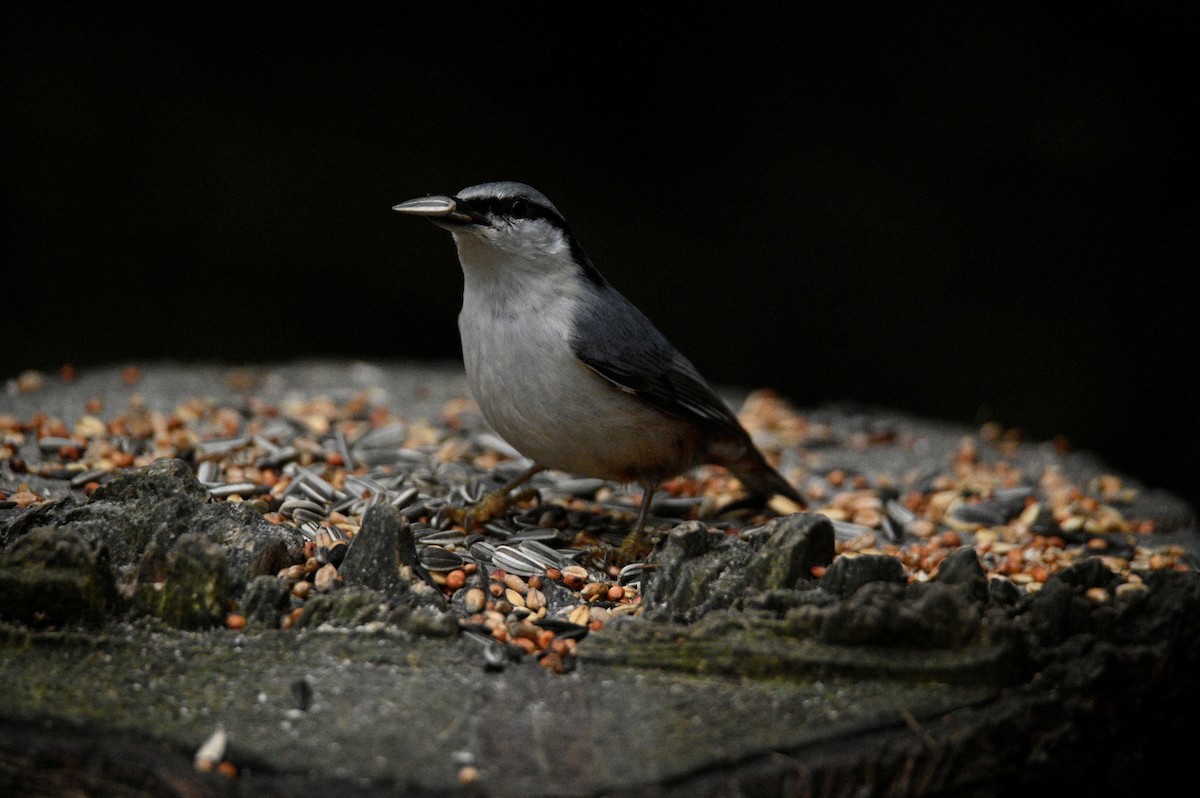 Trepador Azul - ML647605064