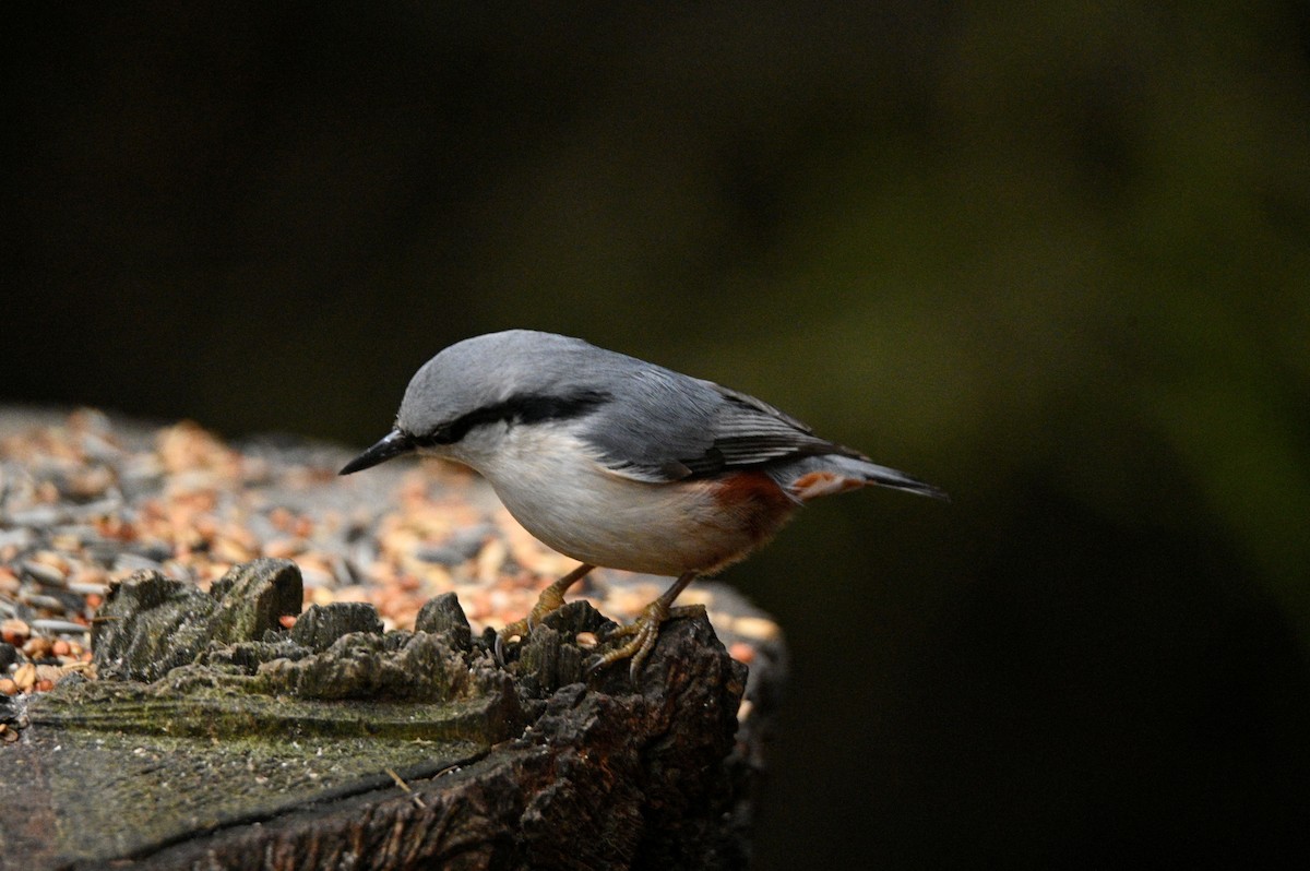 Trepador Azul - ML647605065