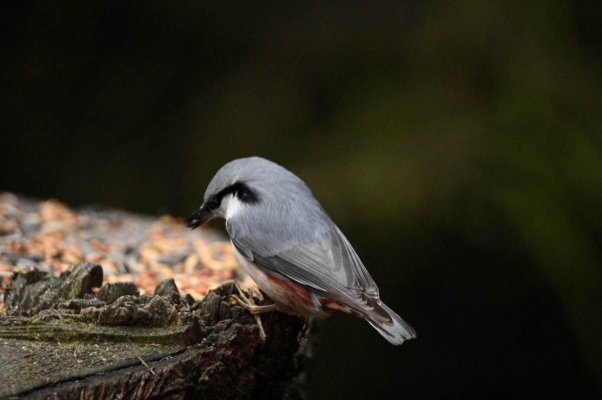 Trepador Azul - ML647605066