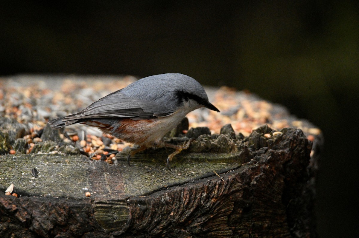 Trepador Azul - ML647605068