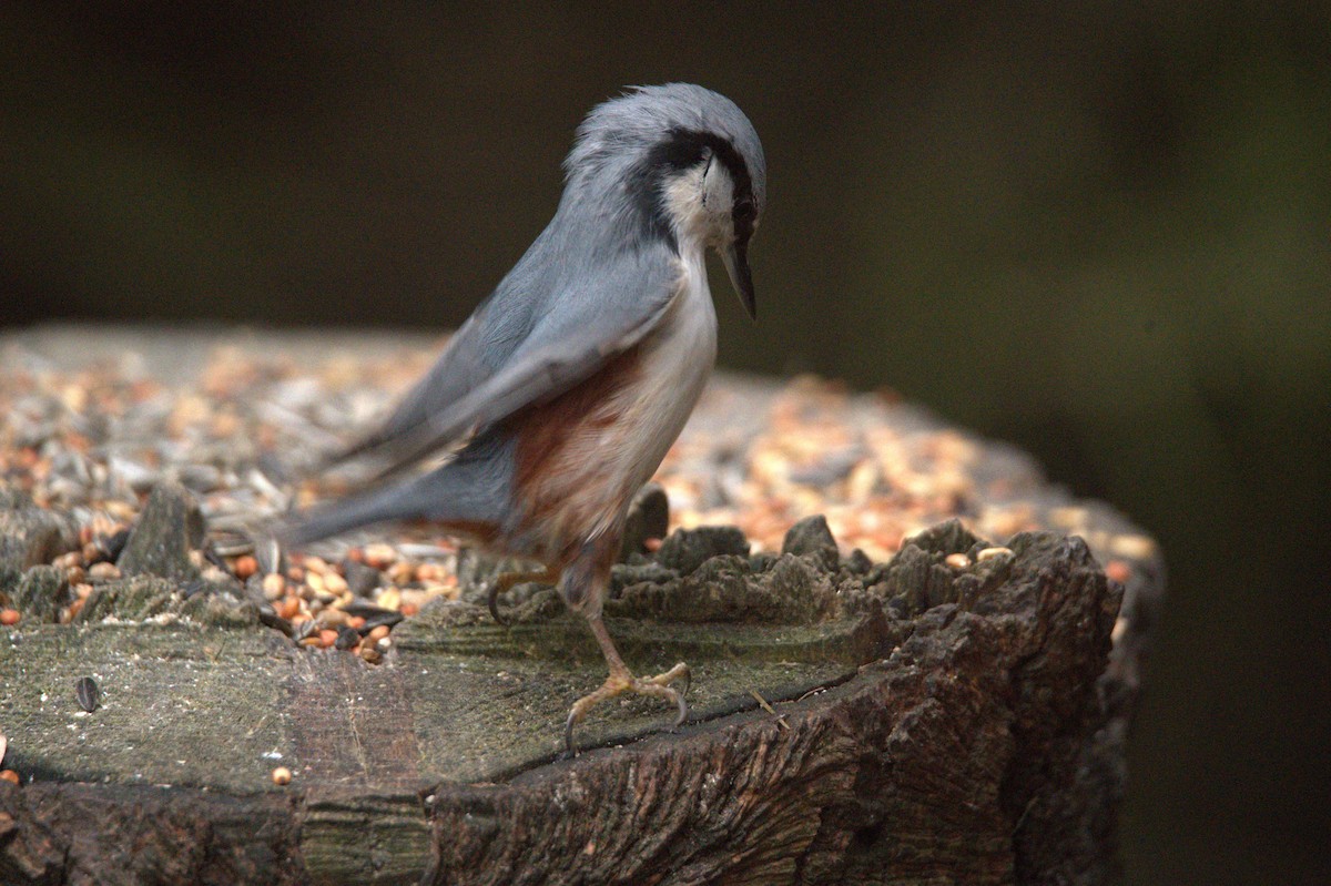 Trepador Azul - ML647605071