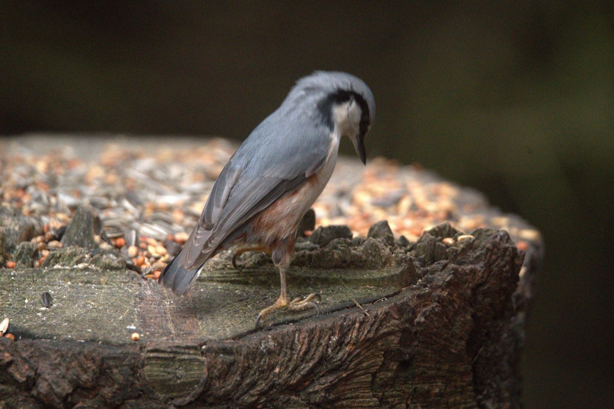 Trepador Azul - ML647605072
