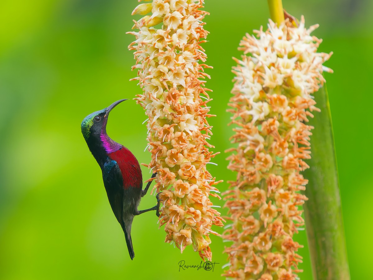 Suimanga Ventrigranate - ML647605073