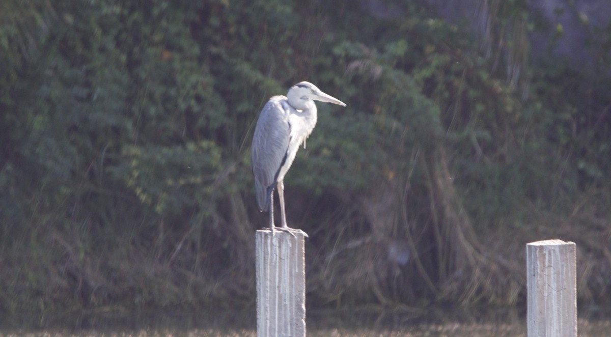 Garza Real - ML647605074