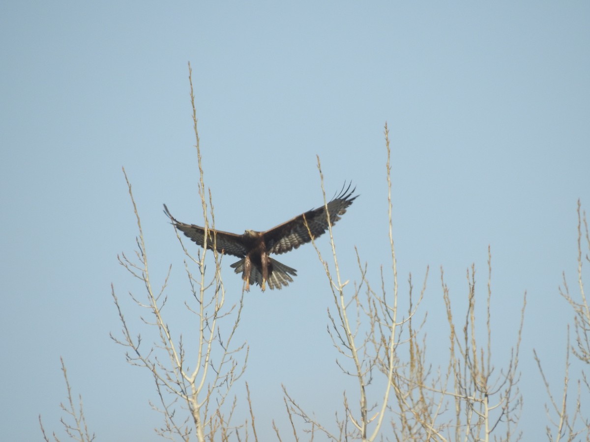 Long-legged Buzzard - ML647605075