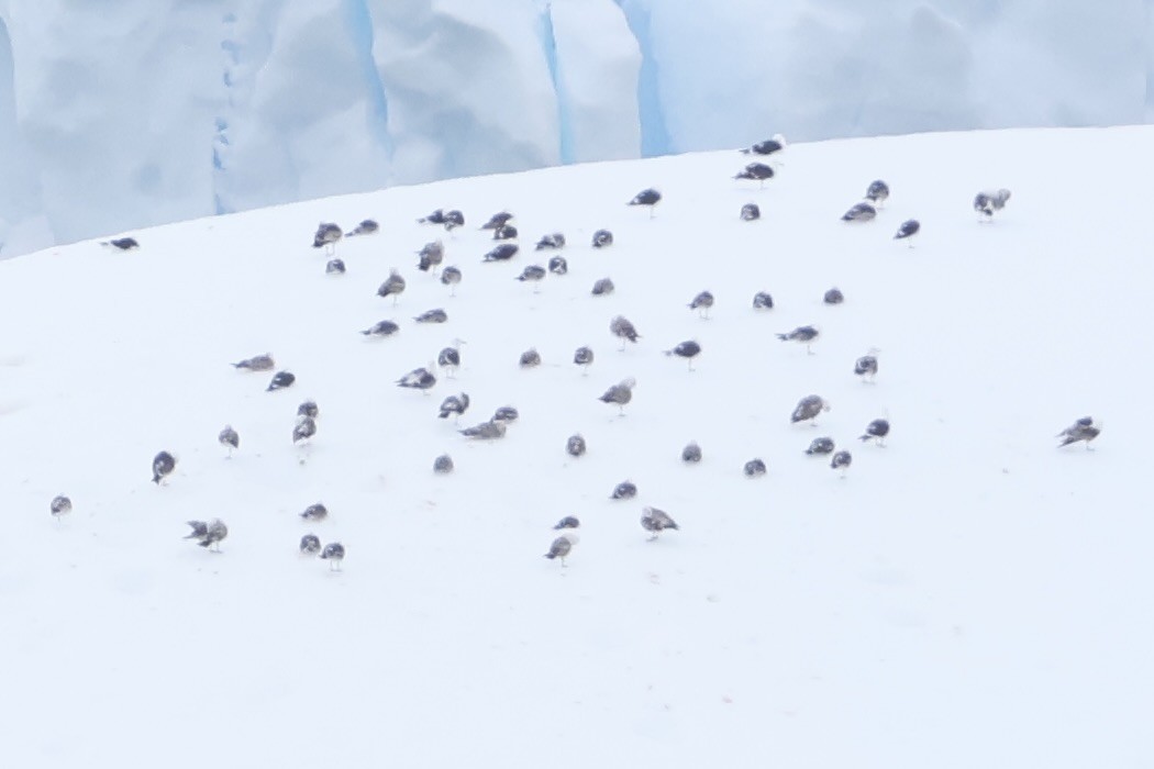 Gaviota Cocinera (Islas Atlántico Sur) - ML647605076