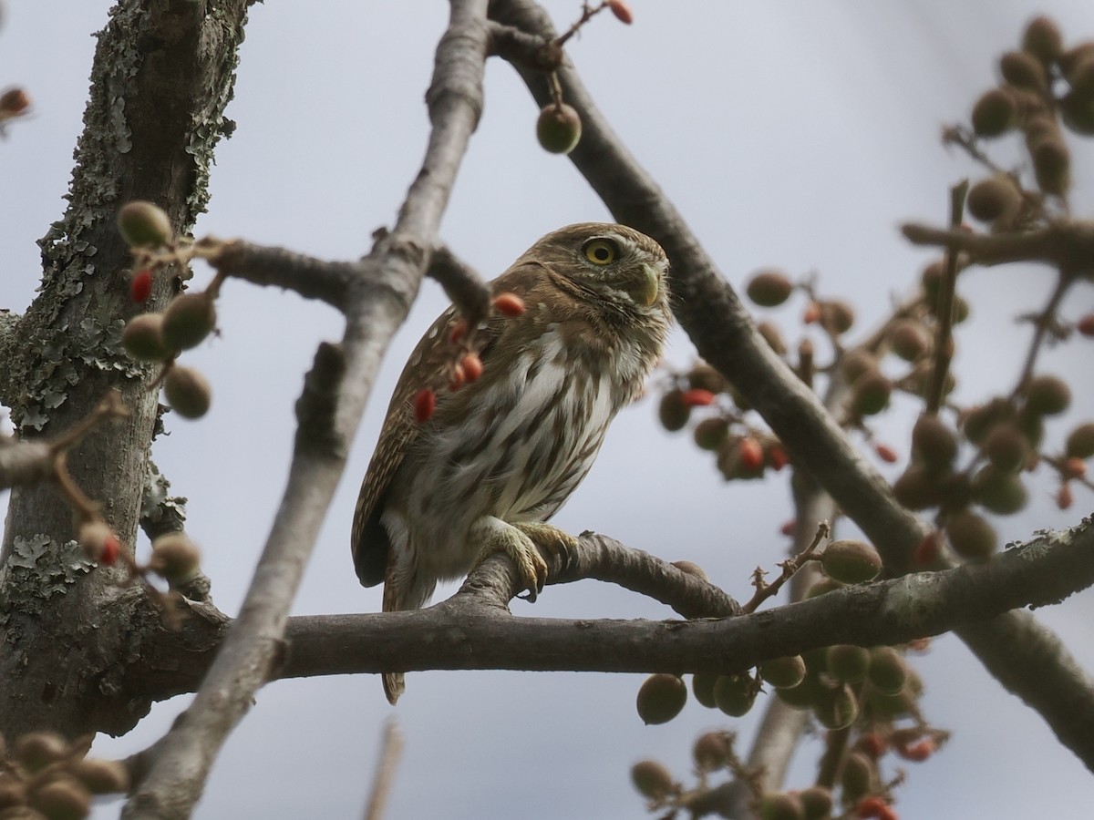 Mochuelo Caburé - ML647605078