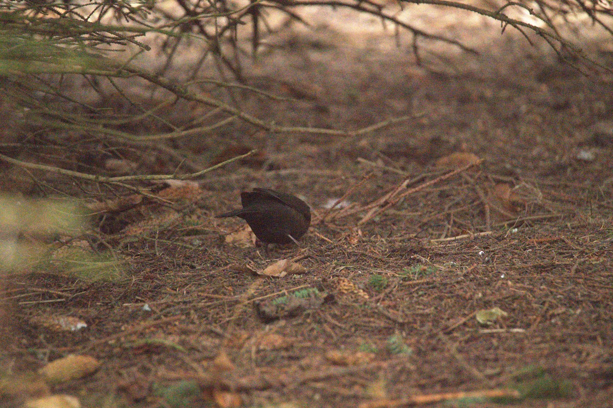 Mirlo Común - ML647605079