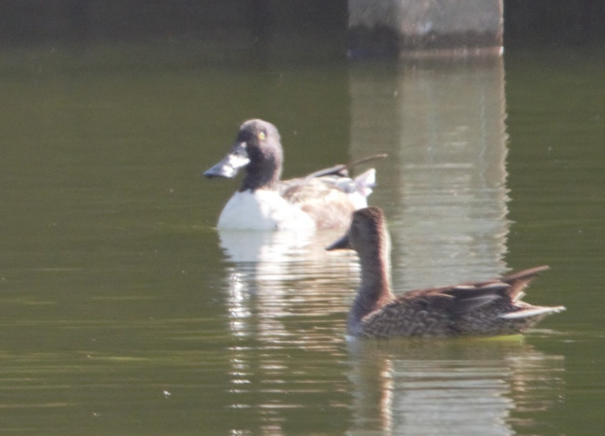 Cuchara Común - ML647605080