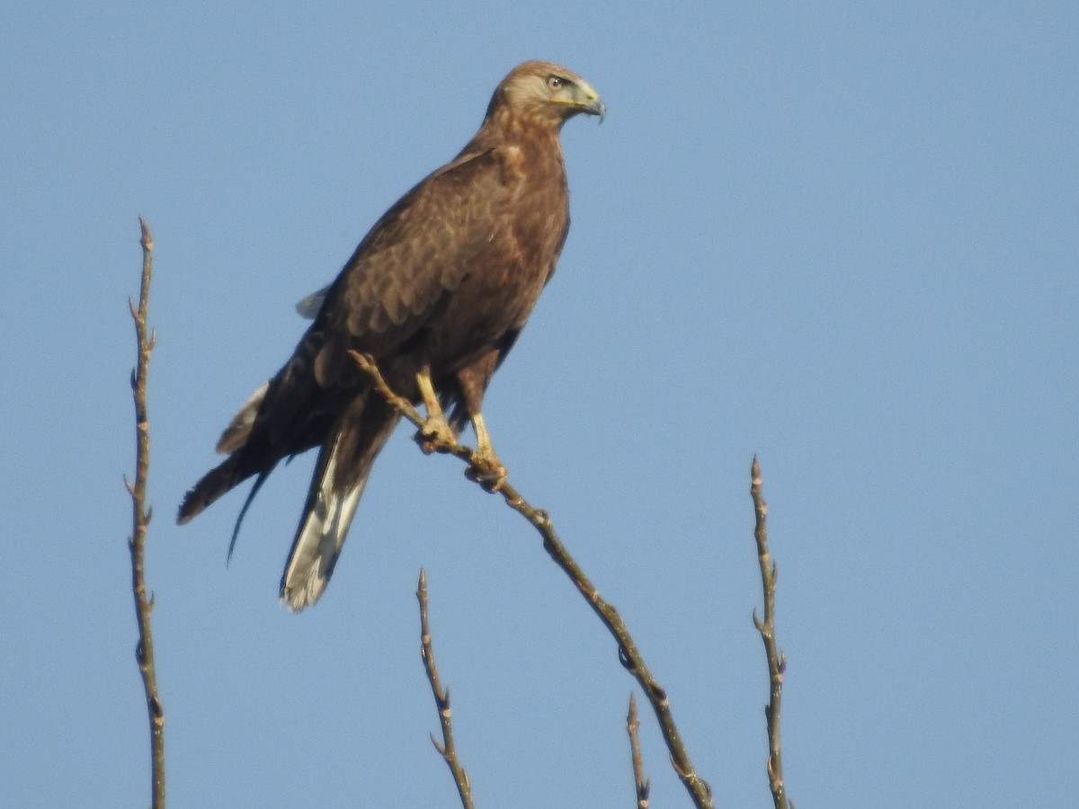 Long-legged Buzzard - ML647605081