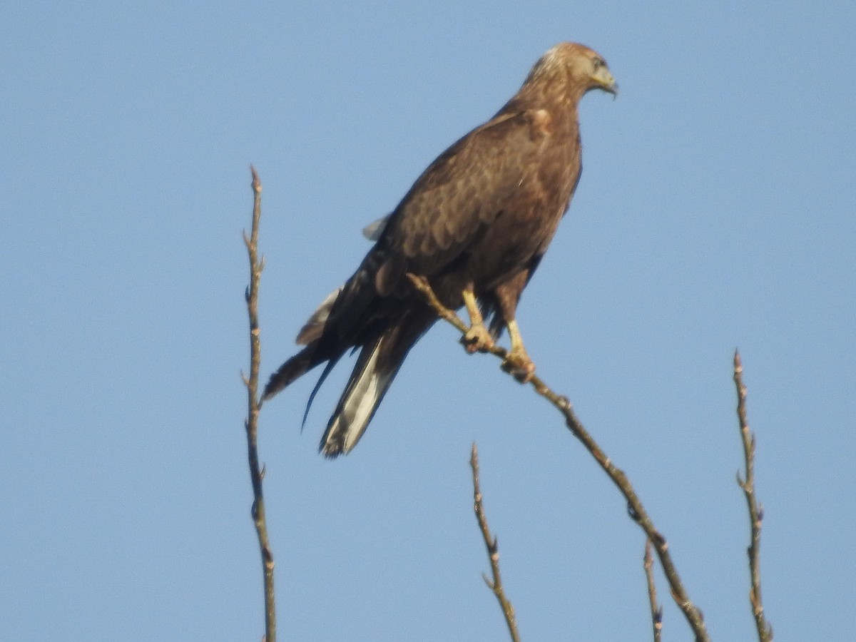 Long-legged Buzzard - ML647605082