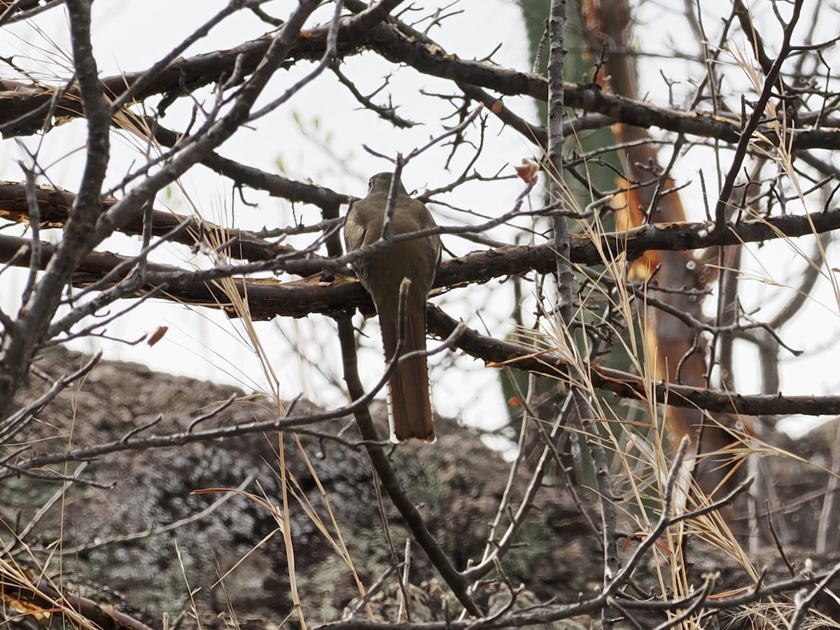 Trogón Ambiguo - ML647605085