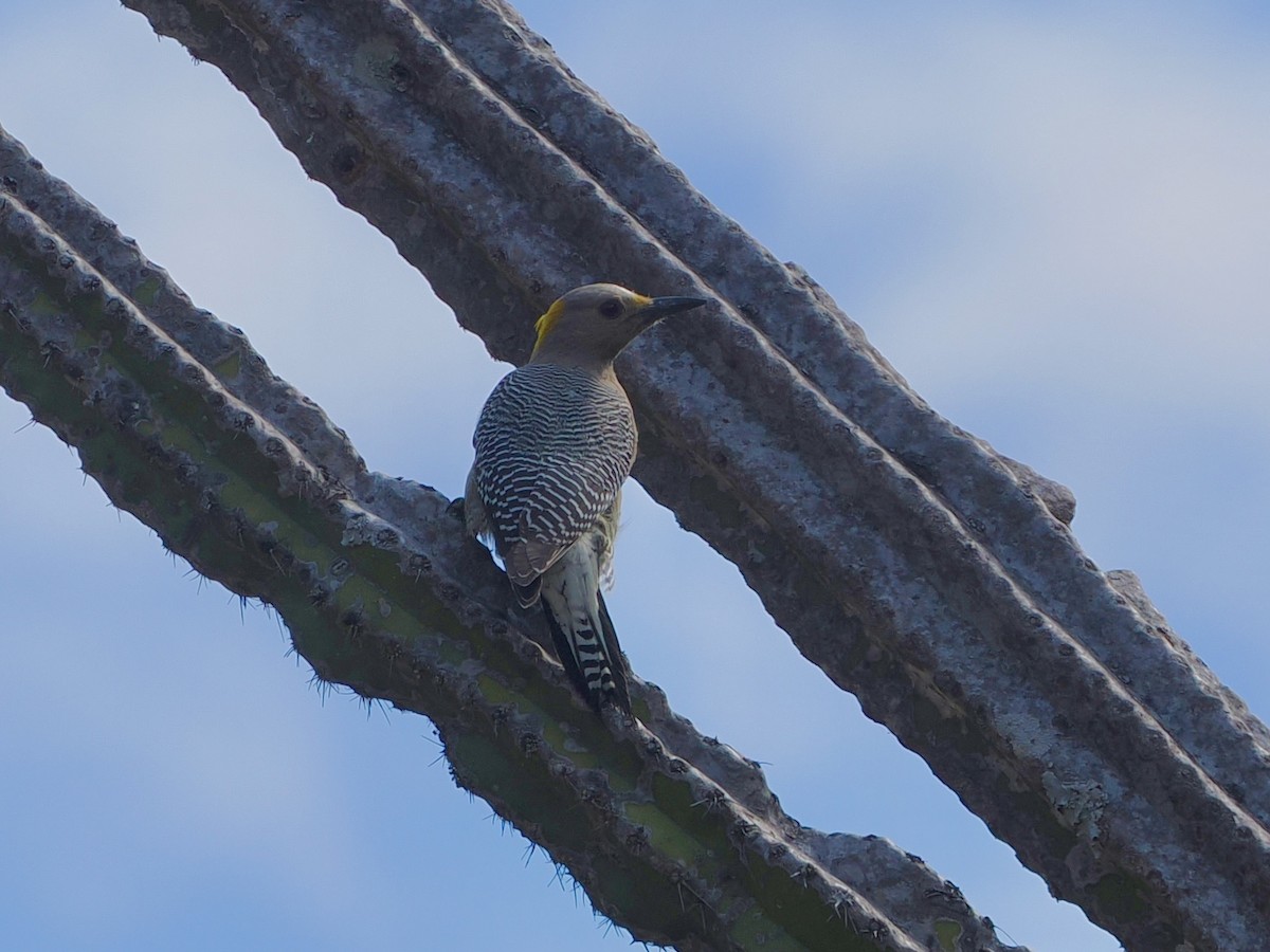 Carpintero Frentidorado - ML647605087