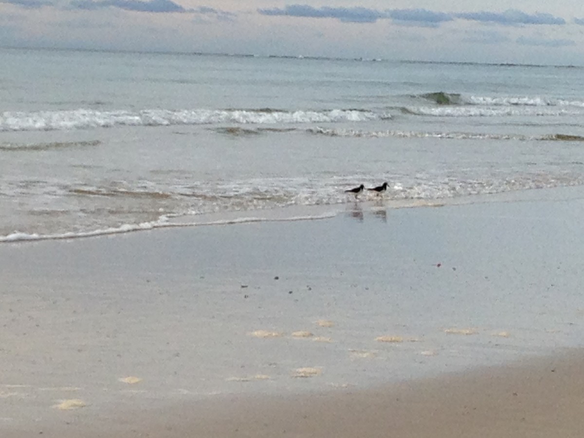 Ostrero Pío Australiano - ML647605089