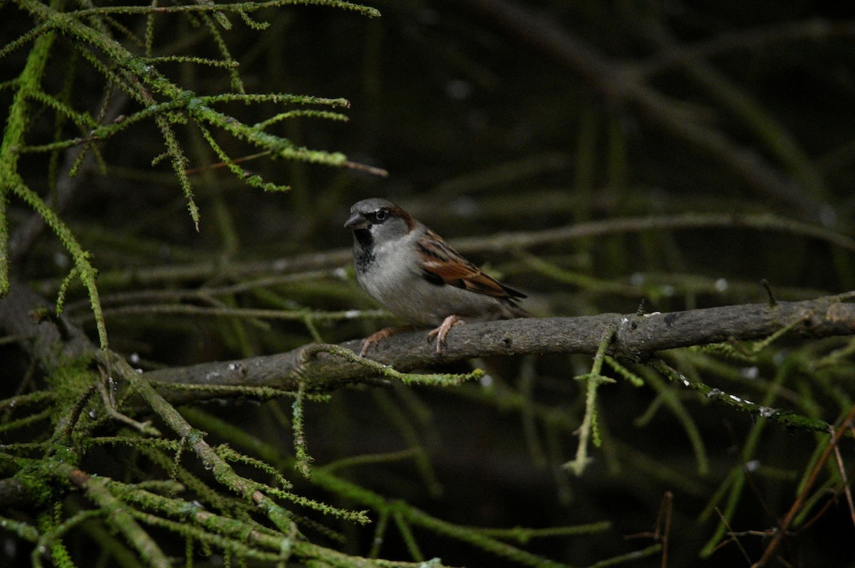 Gorrión Común - ML647605090