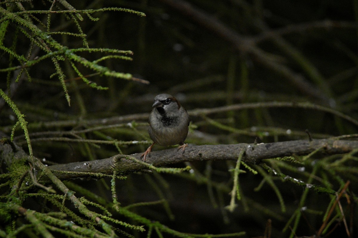 Gorrión Común - ML647605091