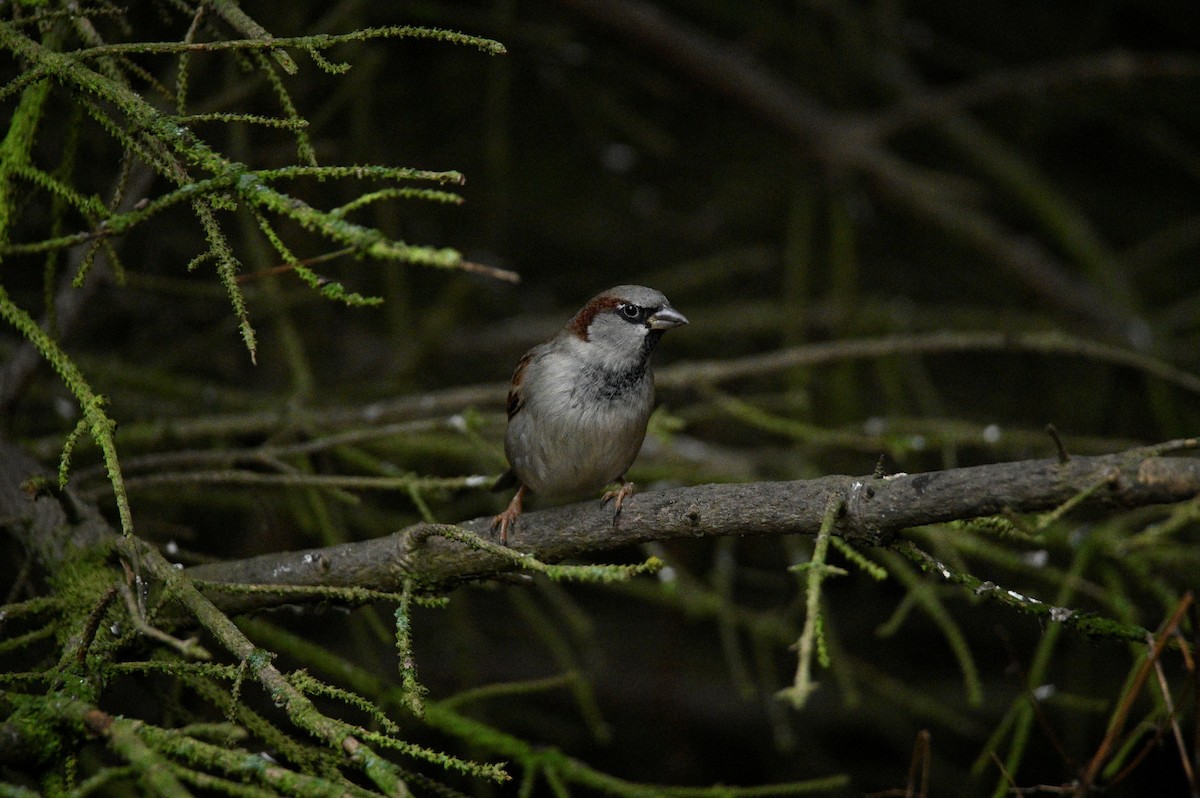 Gorrión Común - ML647605092