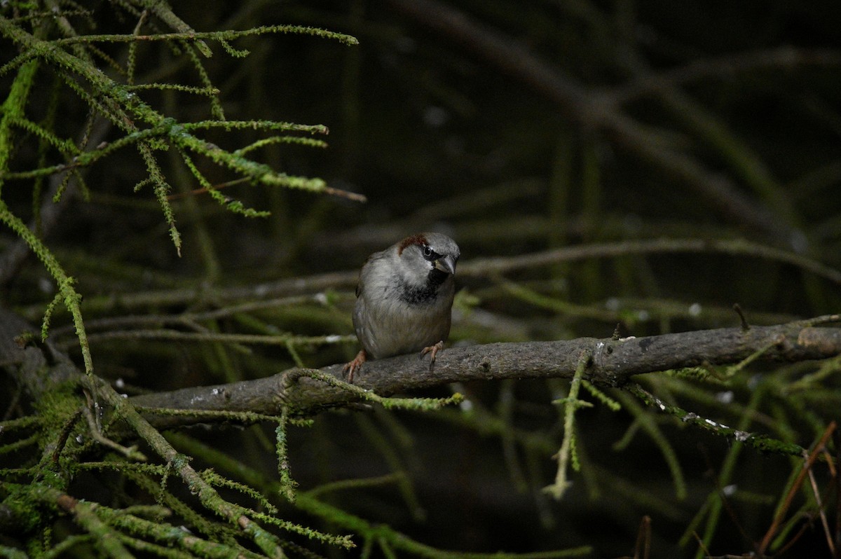 Gorrión Común - ML647605093