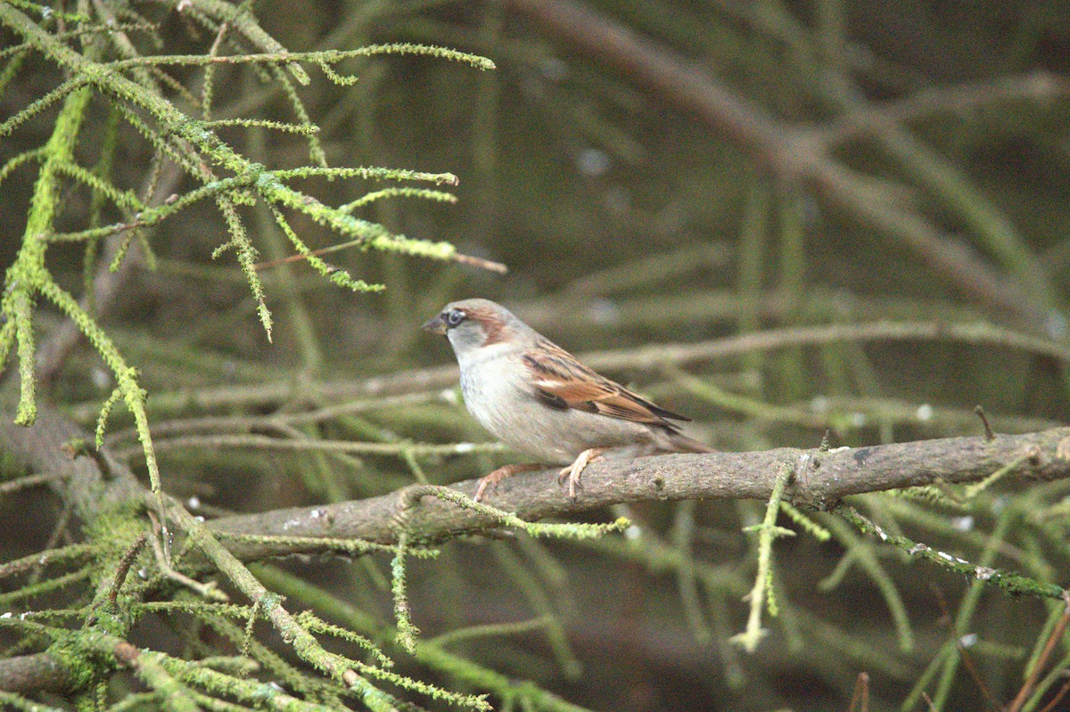 Gorrión Común - ML647605094