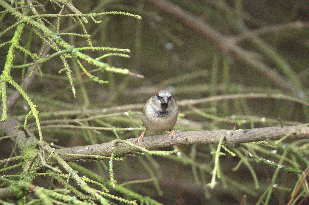 Gorrión Común - ML647605095