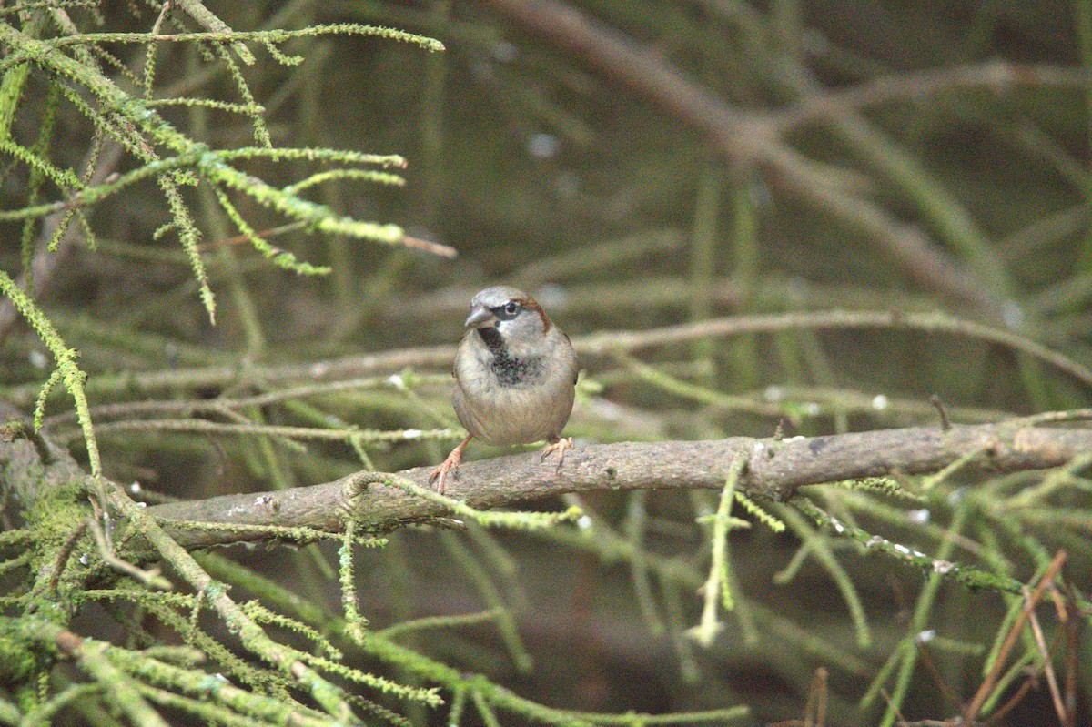 Gorrión Común - ML647605096