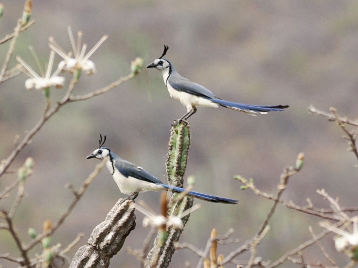 Urraca Hermosa Cariblanca - ML647605097