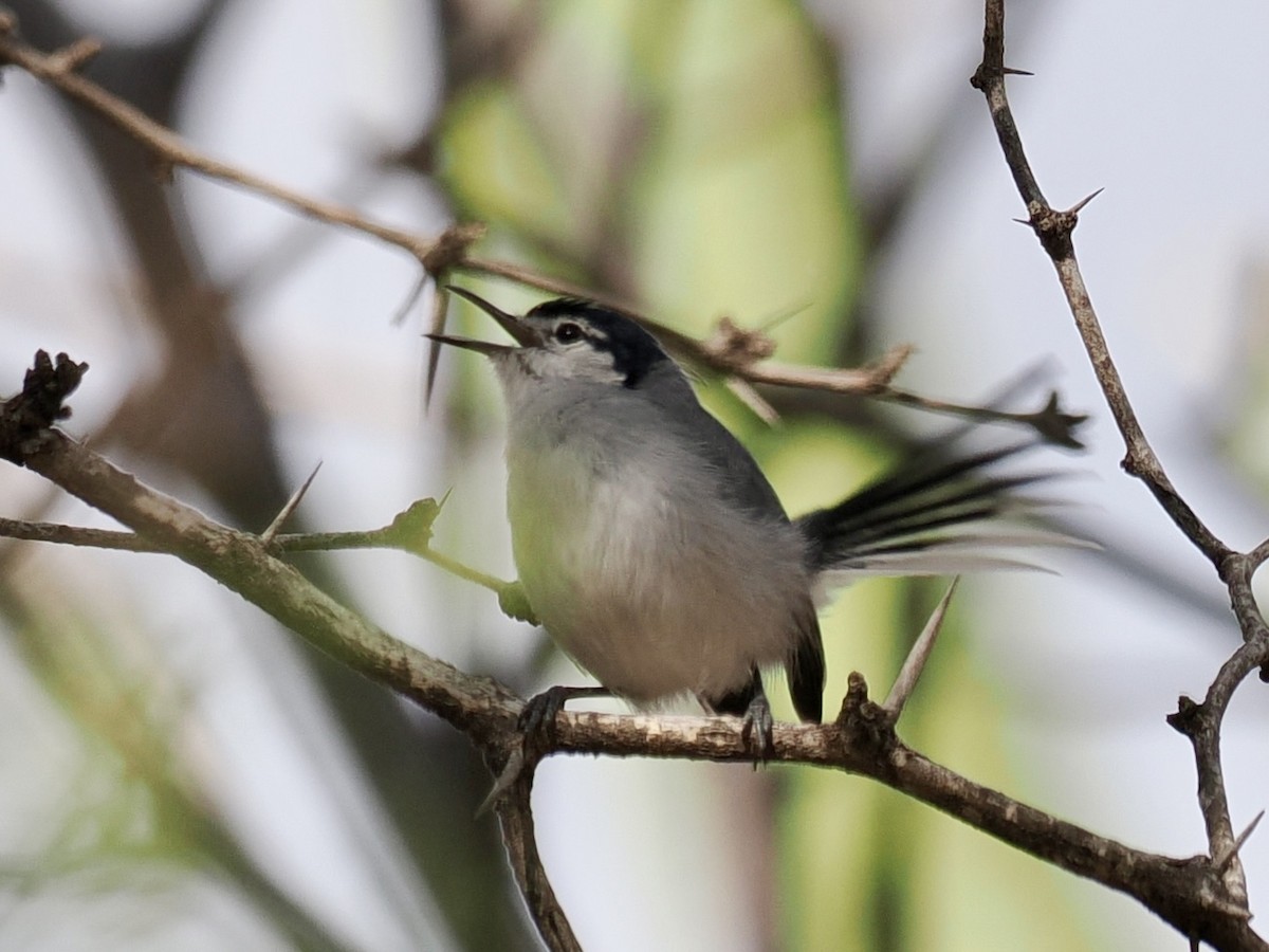 Perlita Cejiblanca - ML647605098
