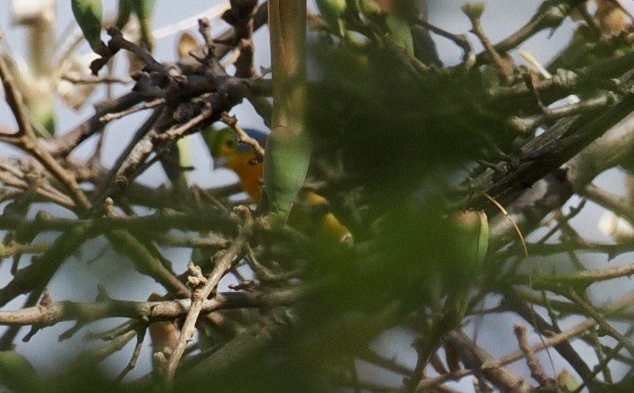 Azulillo Pechinaranja - ML647605099