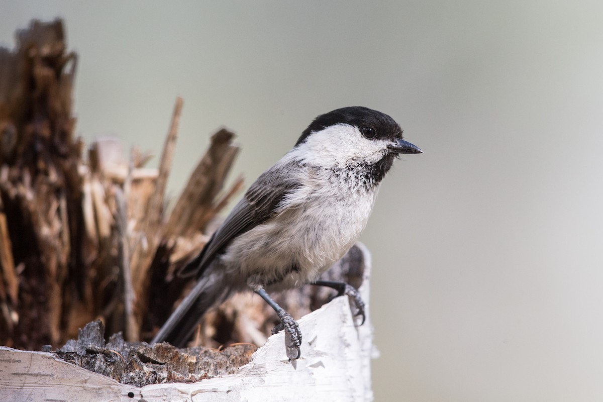 Пухляк - ML647605102