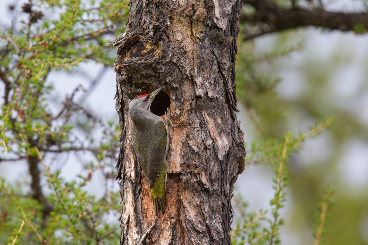 Pic cendré - ML647605103