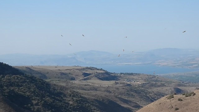 Kızıl Akbaba - ML647605104