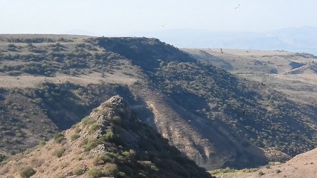 Kızıl Akbaba - ML647605105