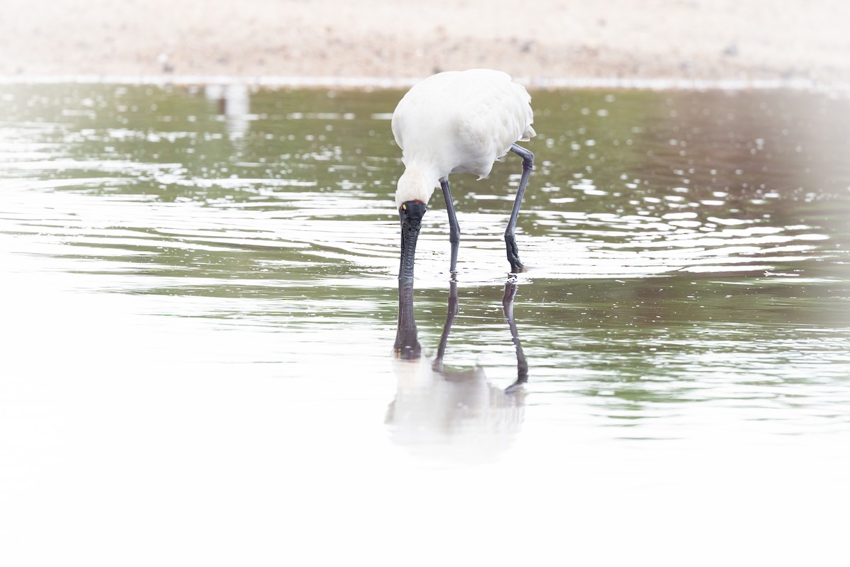 Косар королівський - ML647605140