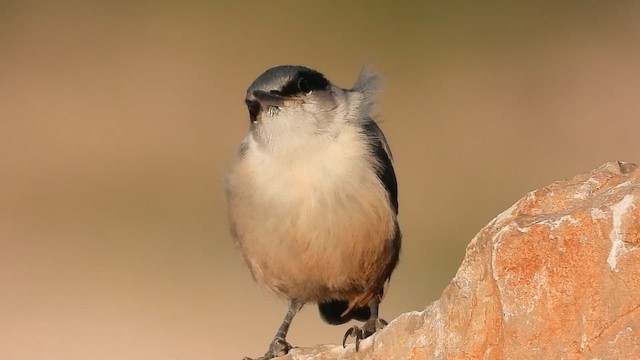 Kaya Sıvacısı - ML647605142