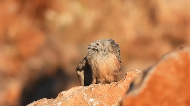 Kaya Sıvacısı - ML647605143