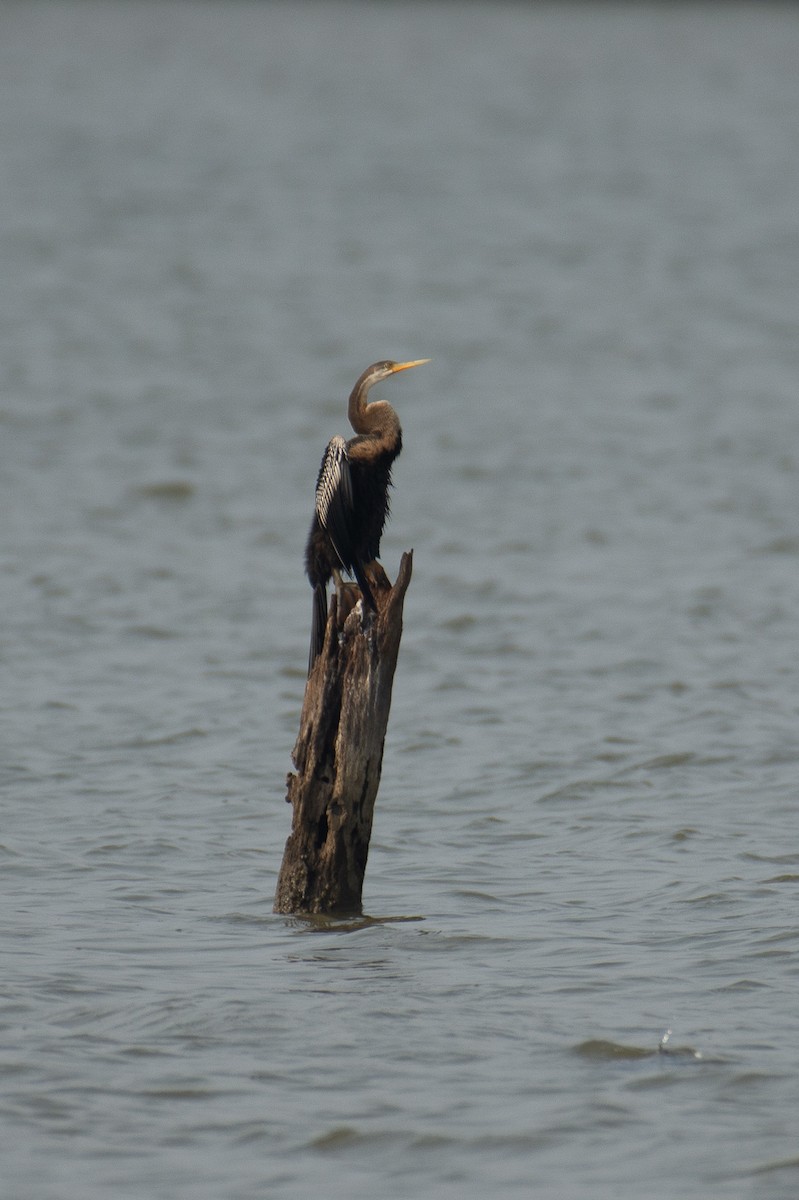 Oriental Darter - ML647605152