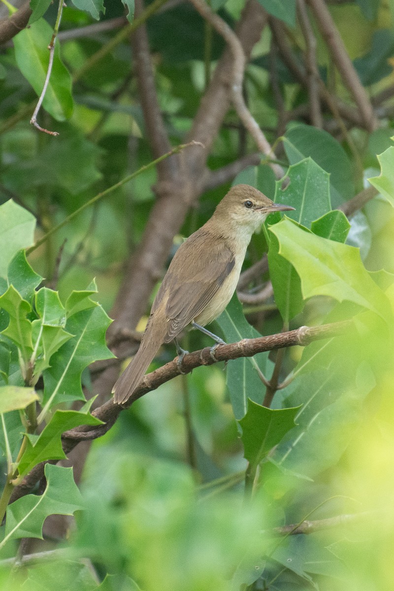 Clamorous Reed Warbler - ML647605185