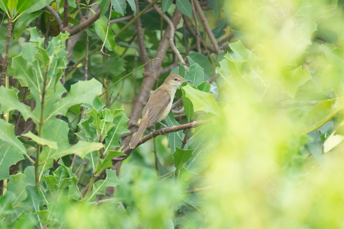 Clamorous Reed Warbler - ML647605186