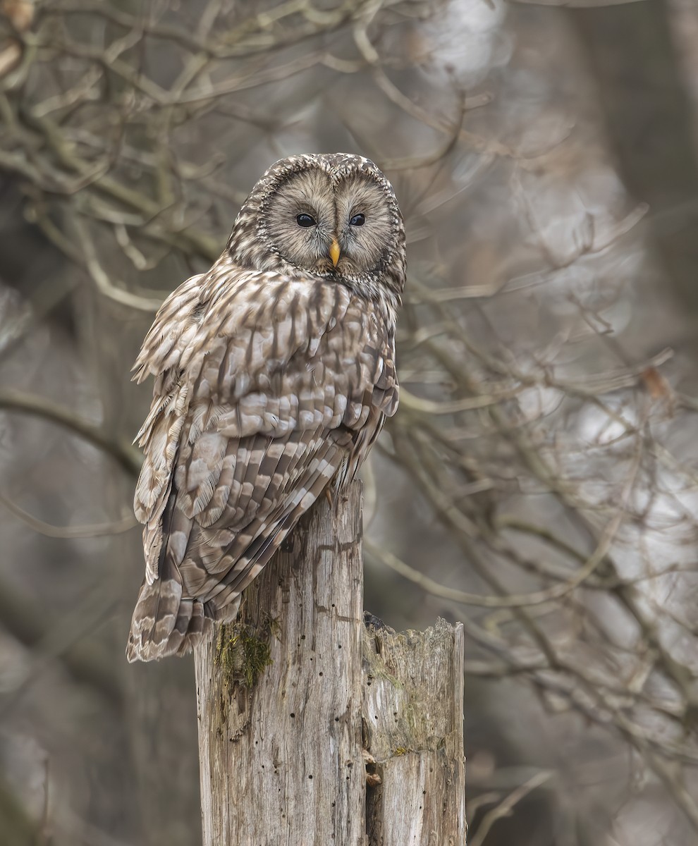 Ural Owl - ML647605203