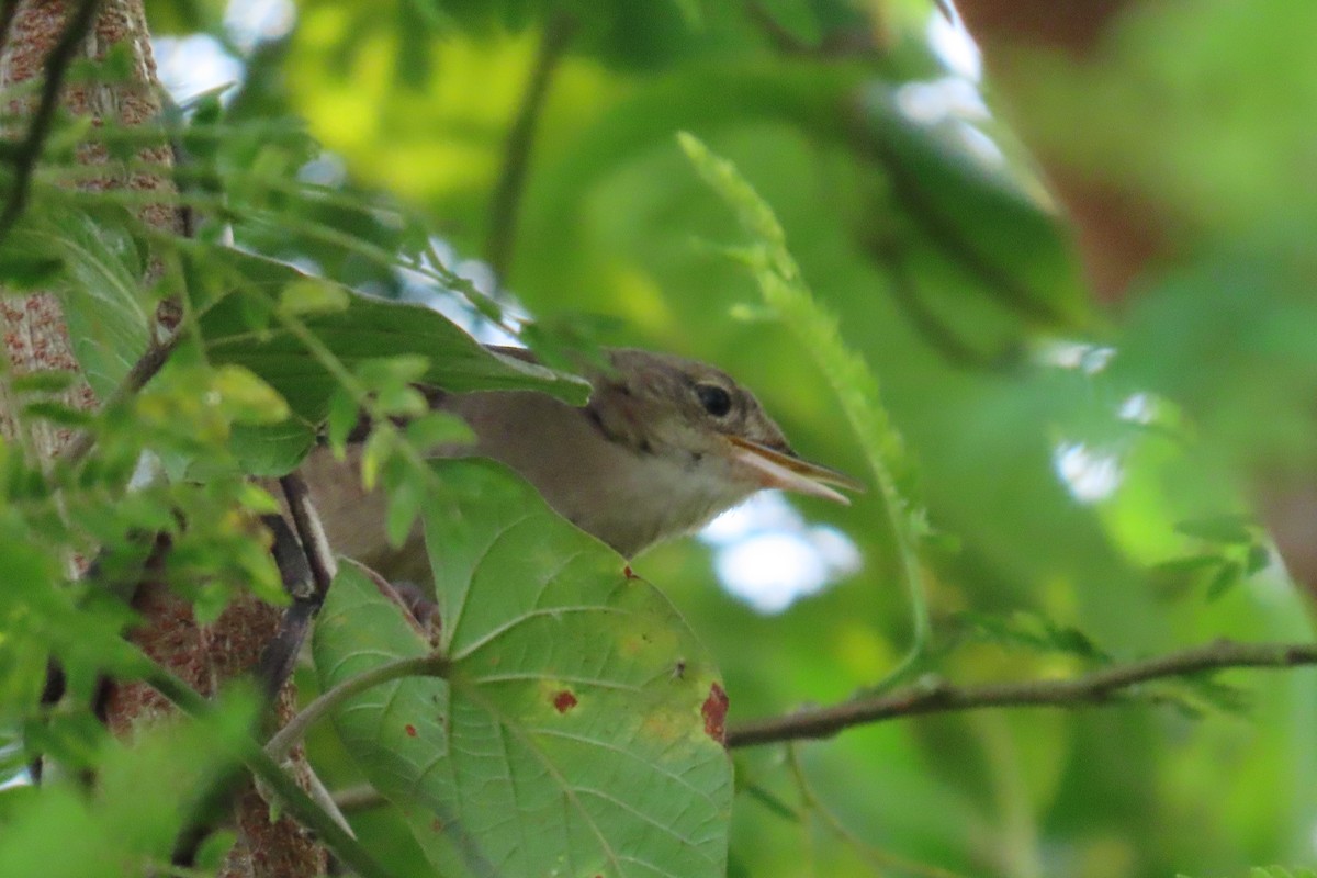 Southern House Wren - ML647605216